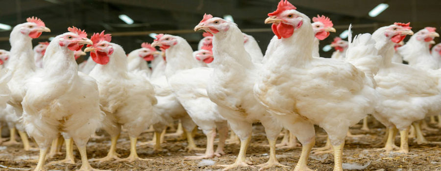 chicken_farm