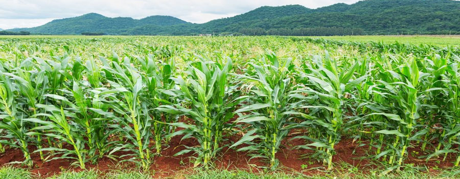 maize_farm